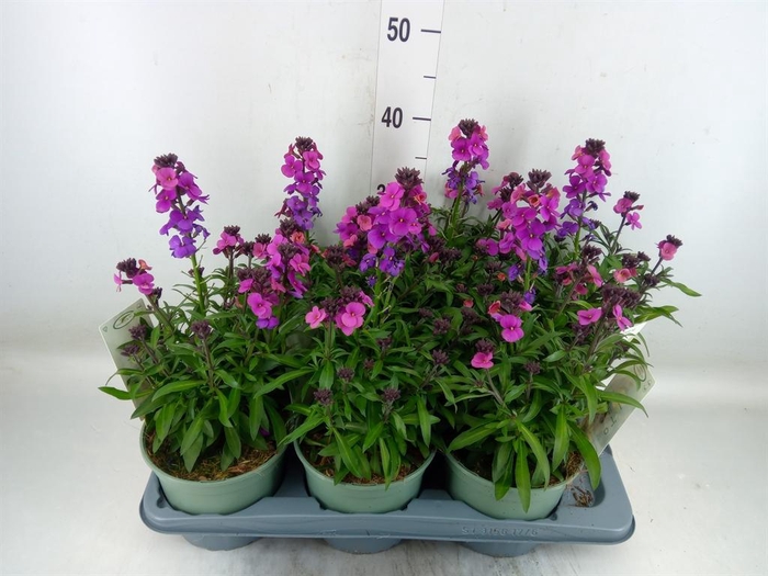 <h4>Erysimum  'Leya Purple Glow'</h4>