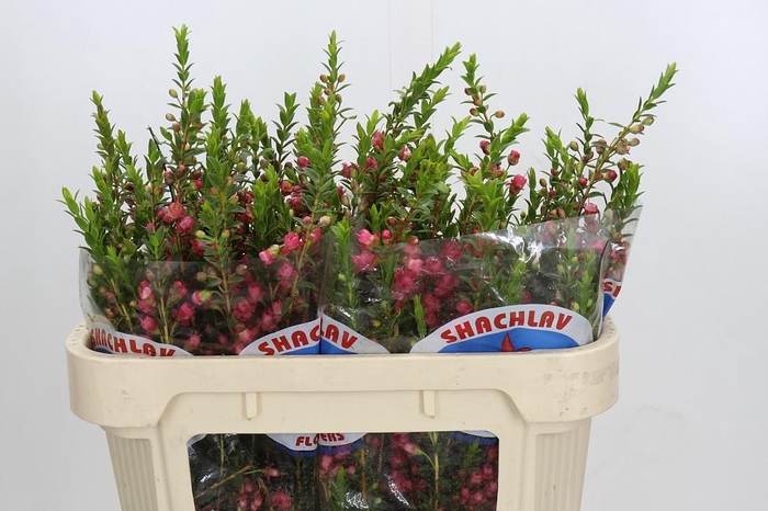 <h4>Chamecordia Rey</h4>