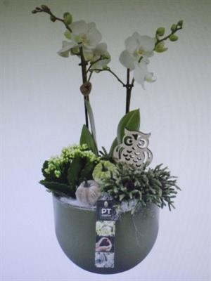 <h4>5551 GREEN KER PHAL</h4>