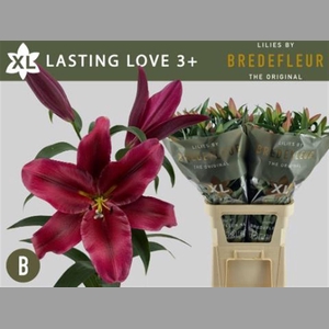 Li Ot Lasting Love 3+ Rijper