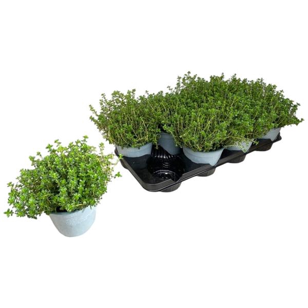 <h4>Thymus citriodorus</h4>