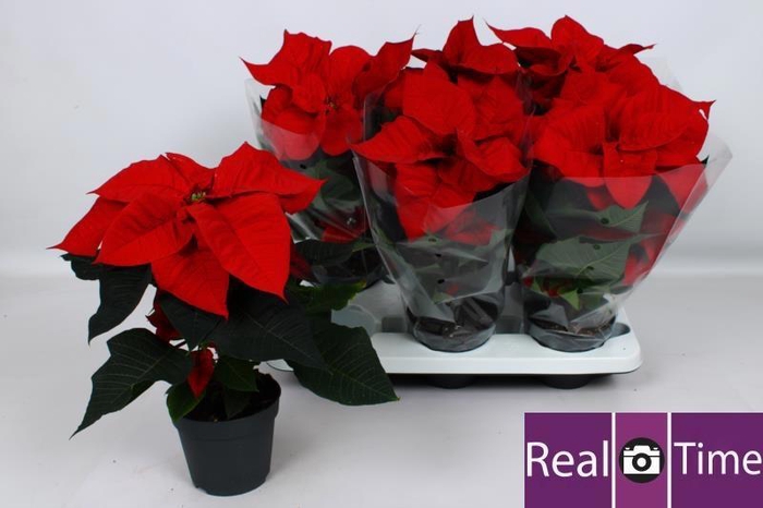 <h4>EUPHOR P CHR EVE</h4>