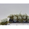 Leucoph Brownii