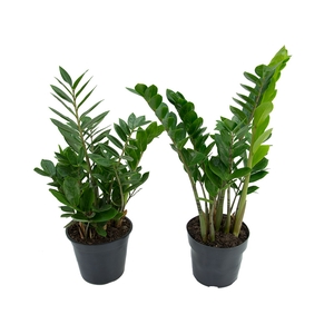 ZAMIOCULCAS P18