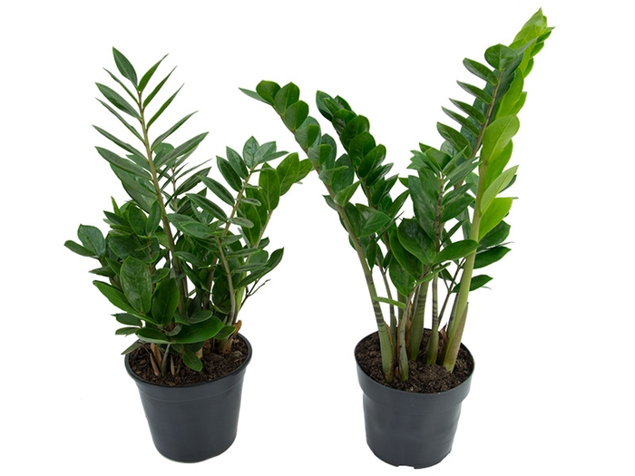 <h4>ZAMIOCULCAS P18</h4>