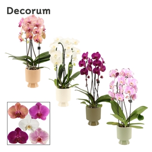 PHAL GEM