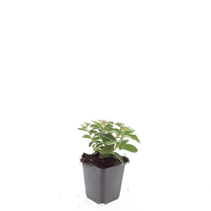 <h4>Hypericum calycinum</h4>