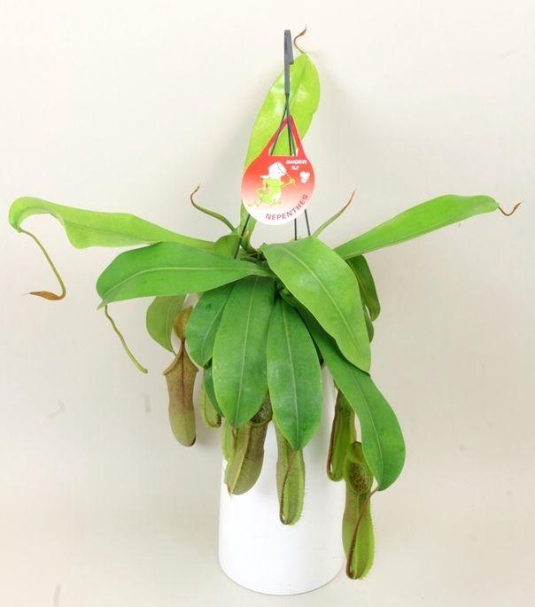 <h4>Nepenthes 'Louisa'</h4>