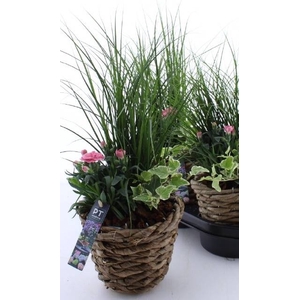 ARR TUINPLANTEN