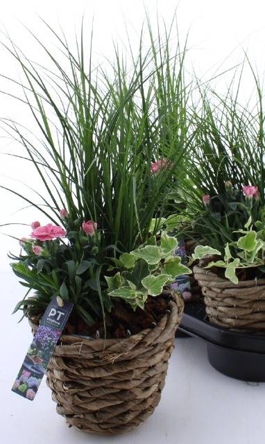 <h4>ARR TUINPLANTEN</h4>