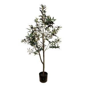 Plant Tree Olive H120