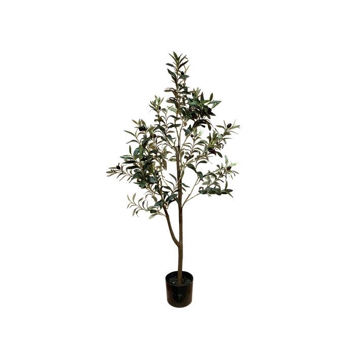 <h4>Plant Tree Olive H120</h4>