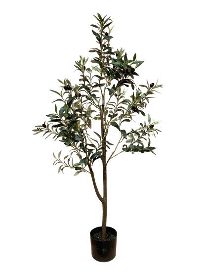 Plant Tree Olive H120