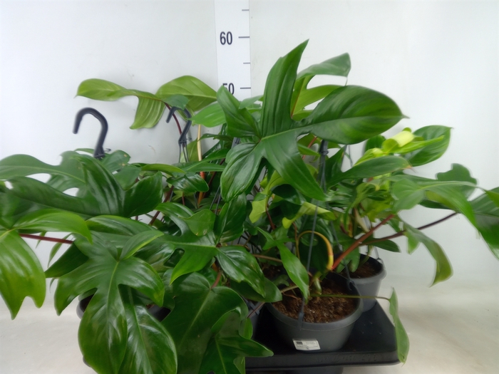 <h4>Philodendron   ...</h4>