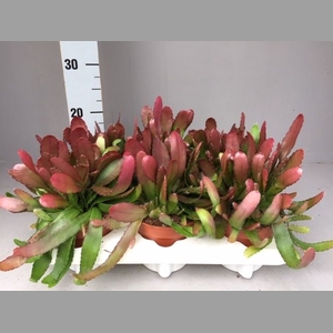 Rhipsalis   ...