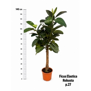 FIC EL ROBUSTA