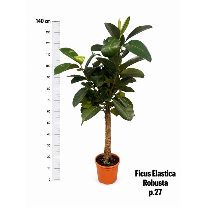 <h4>FIC EL ROBUSTA</h4>