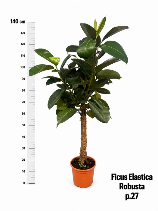 FIC EL ROBUSTA