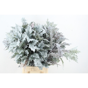 QUERC RUBRA 80CM WHITE