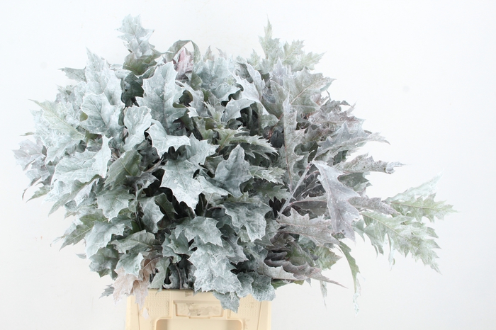 <h4>QUERC RUBRA 80CM WHITE</h4>