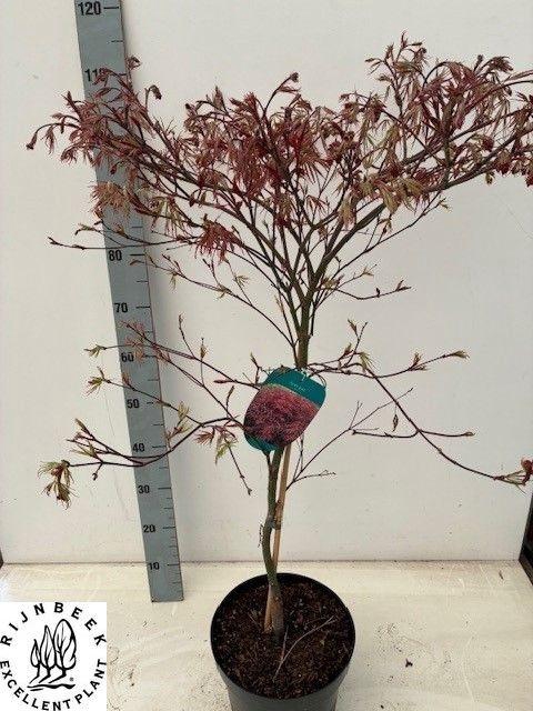 <h4>ACER PA GARNET</h4>