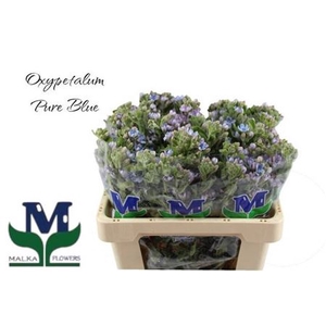 OXY CO TAN PURE BLU