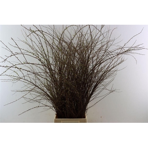 Spiraea Nip Snowmountain 90cm P Bunch Vertakt