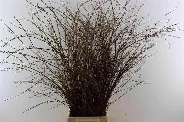 <h4>Spiraea Nip Snowmountain 90cm P Bunch Vertakt</h4>