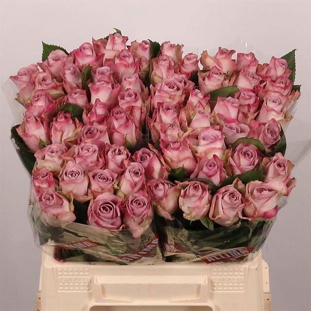 <h4>ROSA GR 'MEMORY LANE'</h4>