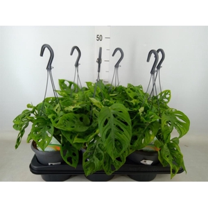 Monstera adansonii 'Aurea'