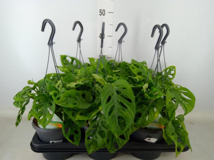 <h4>Monstera adansonii 'Aurea'</h4>