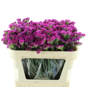 Limonium St Cerise Birds X50