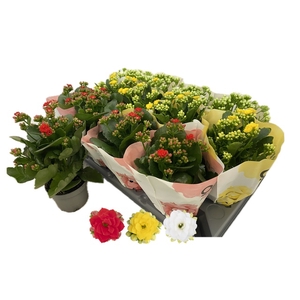 KALAN CALAN QUEEN MIX