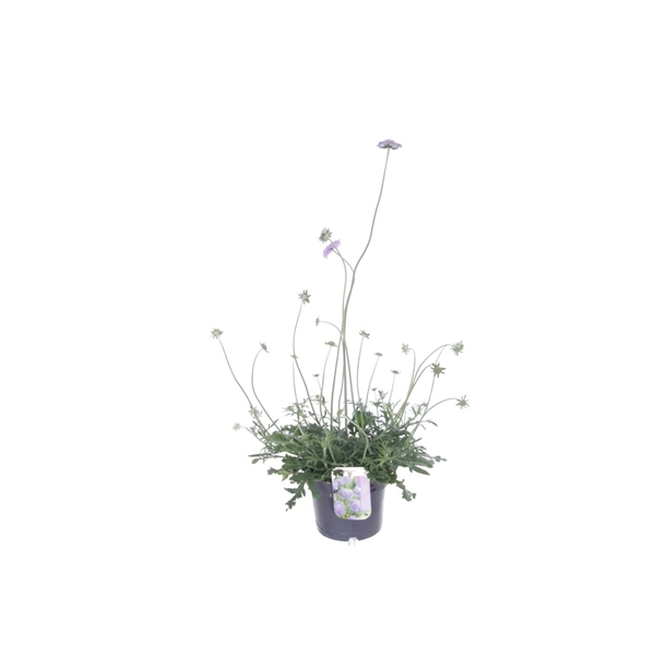 <h4>Scabiosa columbaria Butterfly Blue</h4>