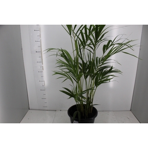 ARECA BAMBU P24