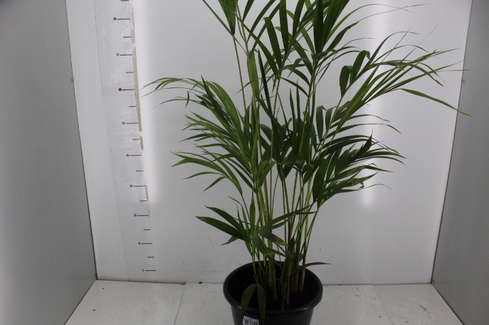 ARECA BAMBU P24