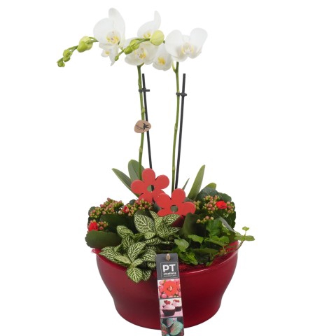 <h4>PTIB6351 Arrangementen kamerplanten</h4>