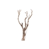 Syringa Branch Extra Mattiozzi