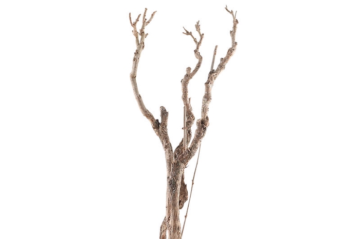 Syringa Branch Extra Mattiozzi