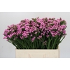 Limonium sinuatum Rosella Sun Birds