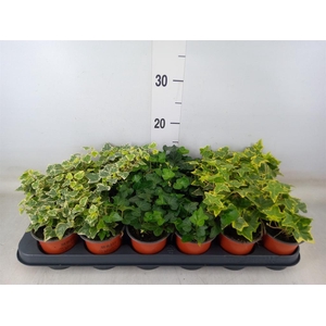 Hedera helix   ...mix 3