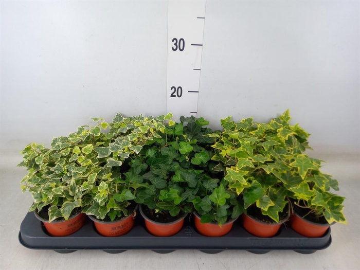 <h4>Hedera helix   ...mix 3</h4>