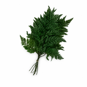 Dried Bleached Leatherleaf Forest Green