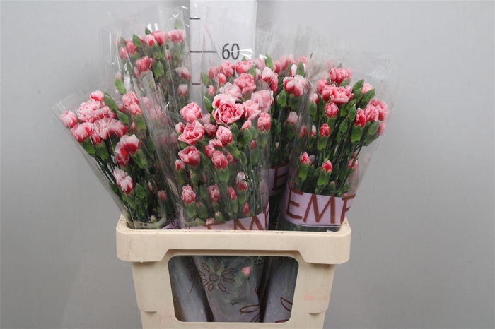 <h4>Di Tr Swing</h4>