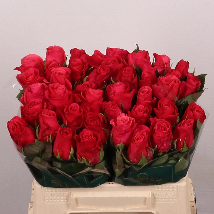 <h4>R GR TACAZZI+</h4>