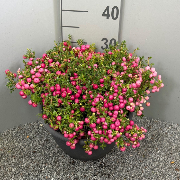 <h4>Gaultheria</h4>