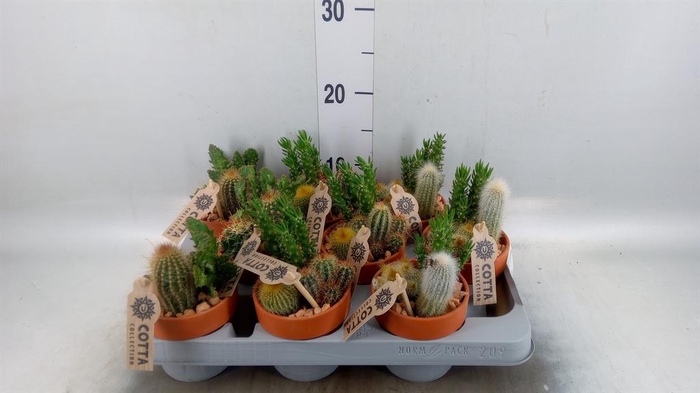 <h4>Arr.  Cactus L%</h4>