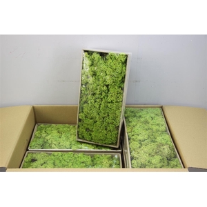 Mos Rendier Light Green Gepr 500gr