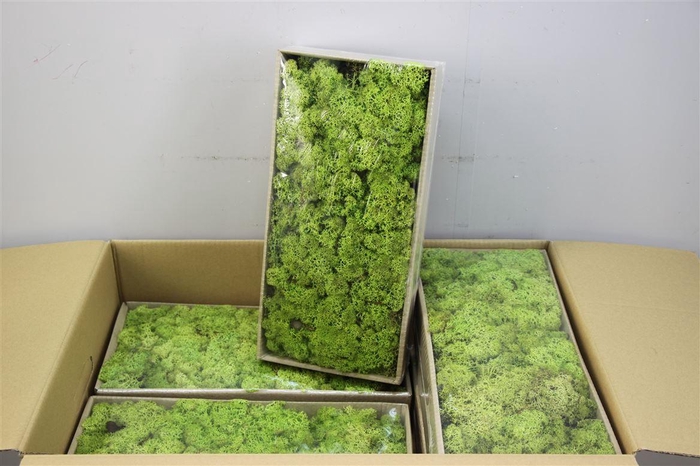 <h4>Mos Rendier Light Green Gepr 500gr</h4>