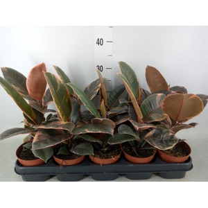 Ficus elastica 'Belize'